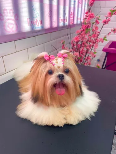 Shih tzu Fêmea 