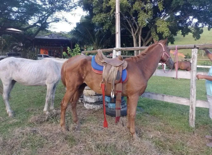CAVALO QUARTO MILHA