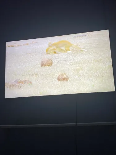 Televisão