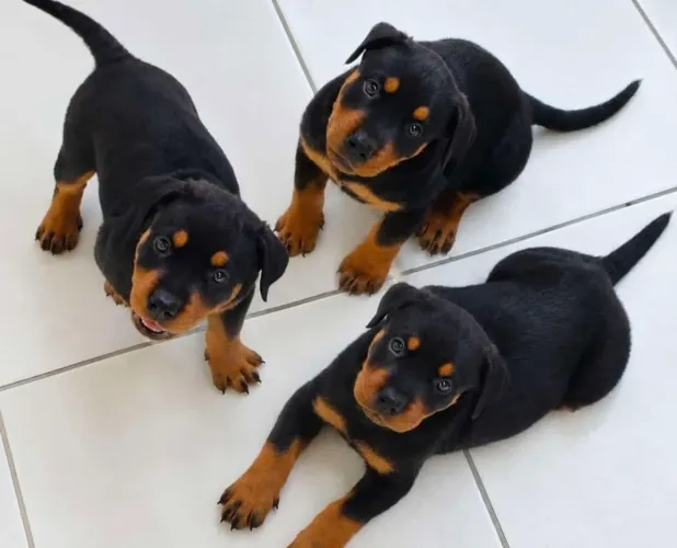 Filhote de Rotteweiler