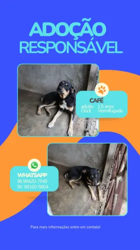 cachorro