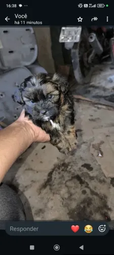 Vendo filhote de cachorro Shitzu