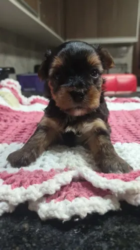 Yorkshire terrier disponível