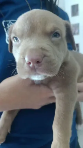 Filhote de pitbul
