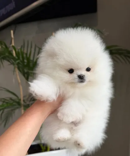 Filhote Lulu da pomerania