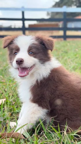 Border collie 