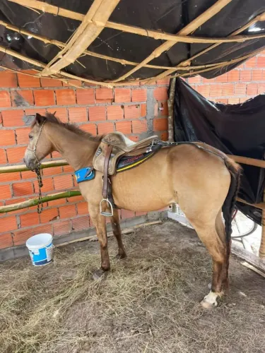 Égua Mestiça de Quarto De Milha.