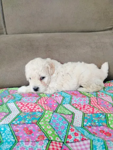 Lindo filhote de poodle 1