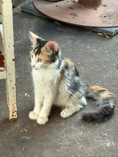 Gata fêmea tricolor