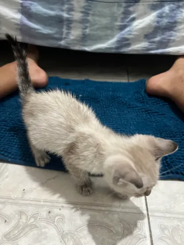 Gato (procurando um Dono)