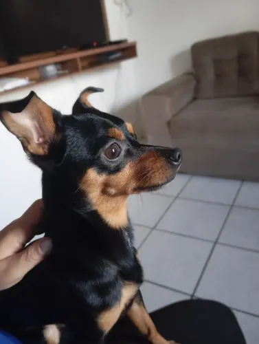 Doando cachorro Pincher macho número 2