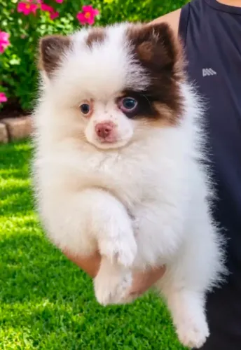 LINDOS SPITZ ALEMAO LULU DA POMERANIA 
