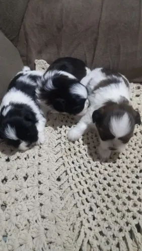 Filhote de Shitzu fêmea lindas 