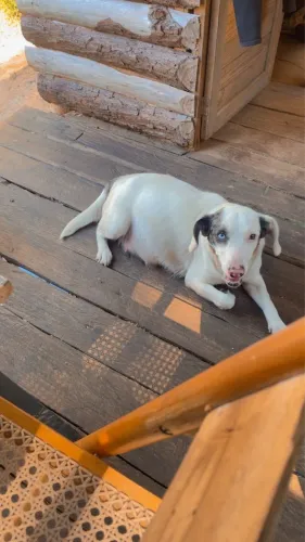 Cachorros para doação