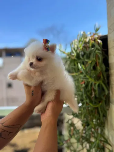 Spitz Alemão