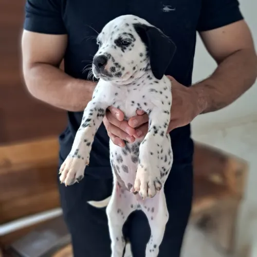 DALMATA PURO últimos filhotes 