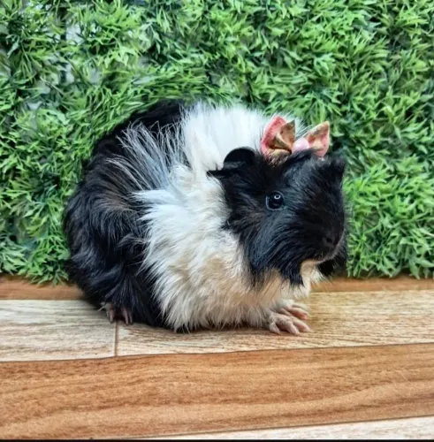 Porquinho da india