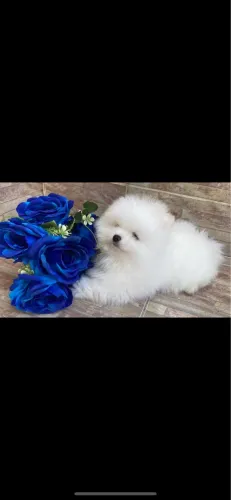 Lulu Pomerania macho
