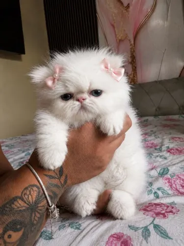 Gato persa fêmea 