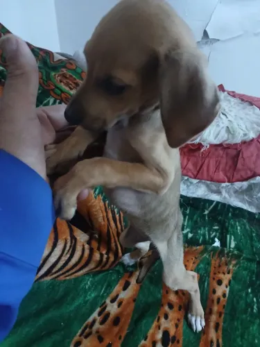 Tô vendendo por r$ 50 é da raça Cofap misturado com pinscher fêmea * filhotinha