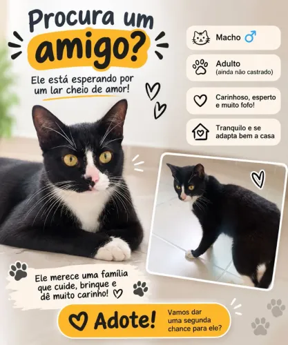 Gato macho para doação 