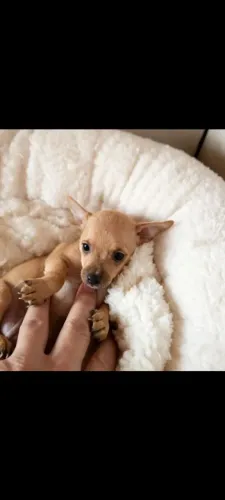 Pinscher Machinho original 