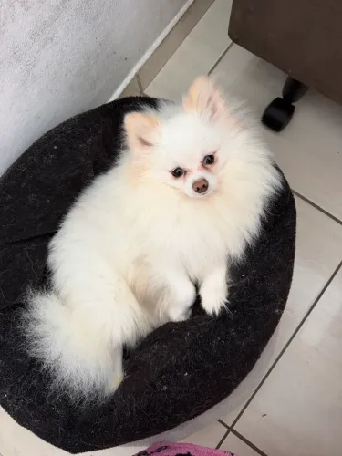 Macho para cruza Lulu da Pomerania mini com pedigree CBKC