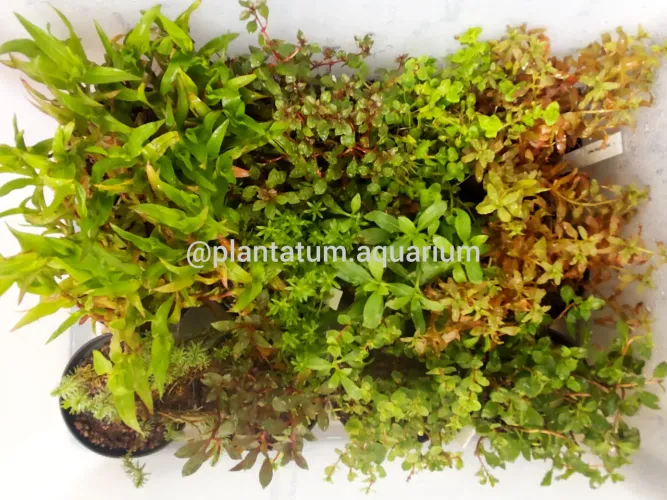Plantas aquáticas aquário lago