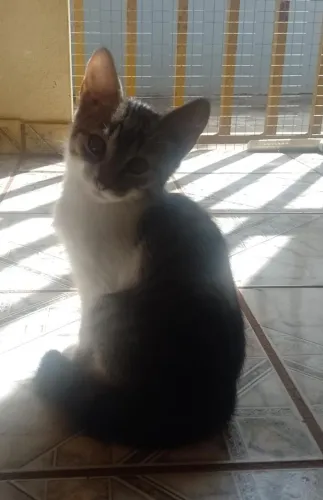 Doação de filhote de gato