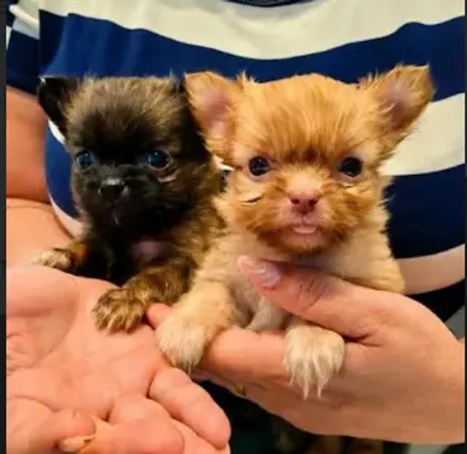 DOAÇÃO FILHOTES DE SHIH TZU