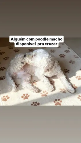 A procura de um namorado