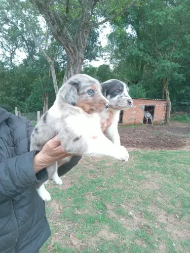 Border collie