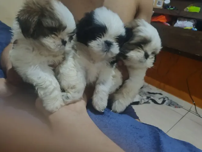 Vende se filhotes de Shitzu machos (Só tem machos )
