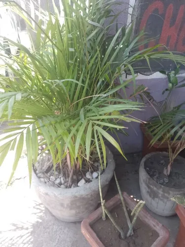 Palmeira real