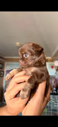 Chihuahua PL Chocolate Linhagem russa