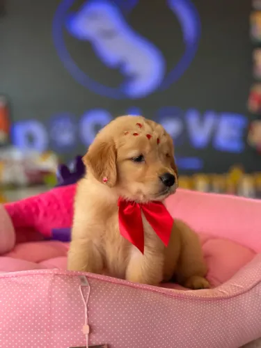 Filhotes de Golden Retriever