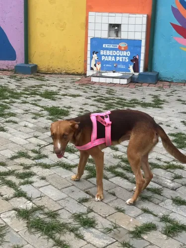 PROCURANDO CASA PARA ALUGAR EM VITÓRIA, SERRA OU CARIACICA QUE ACEITE ANIMAIS