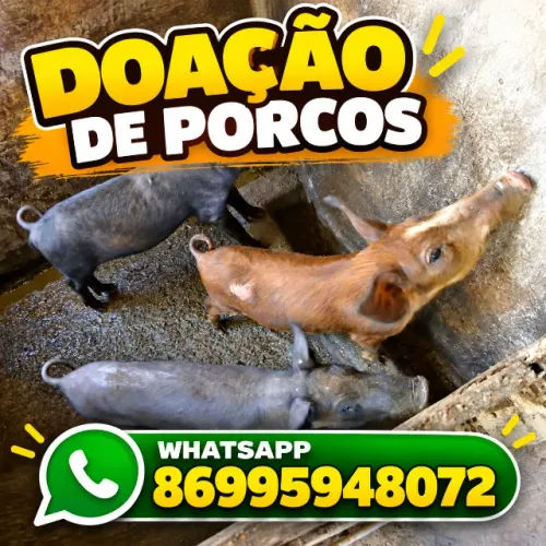 Doação de Porcos - Animais Saudáveis