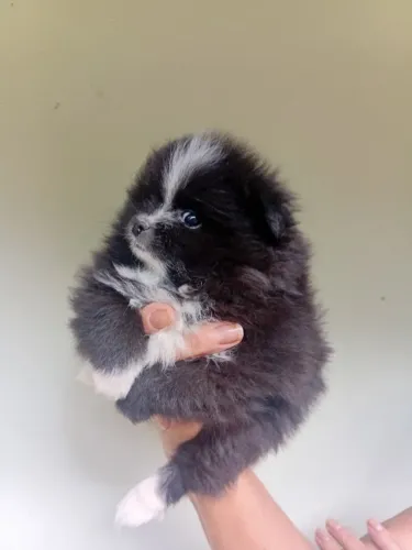 Lulu da pomerania