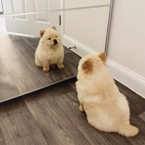 Filhotes De Chow Chow - Os Melhores Amigos Tem E Um Coração Gigantesco 