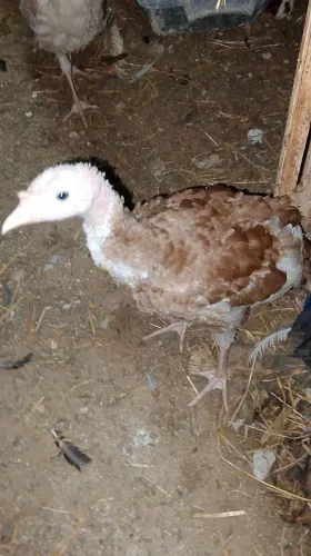 Termo de Perú: 1 macho e 2 fêmeas