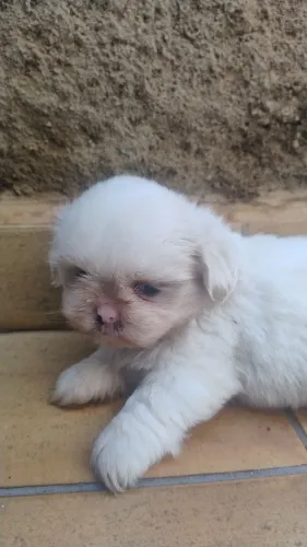 Shitzu branco lindo perfeito, micro macho 