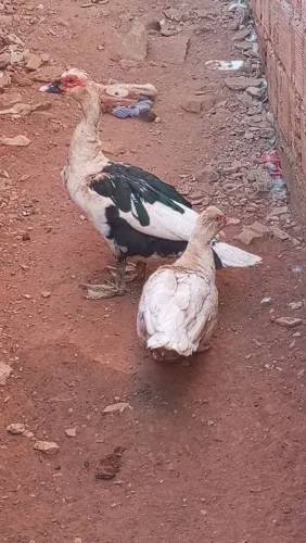 Casal de patos
