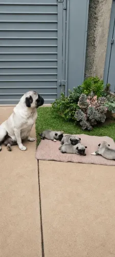 Cachorro Pug