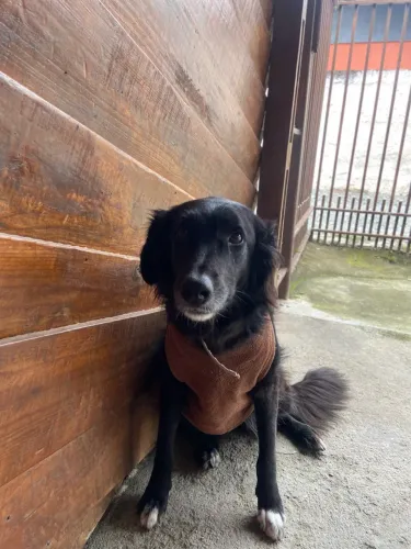 cachorro femea para adoção