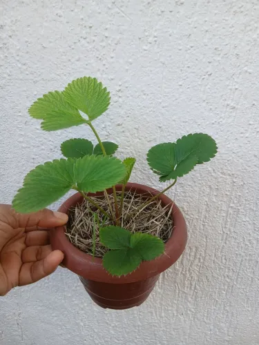  Mudas de Morango no Vaso - Apenas 10,00
