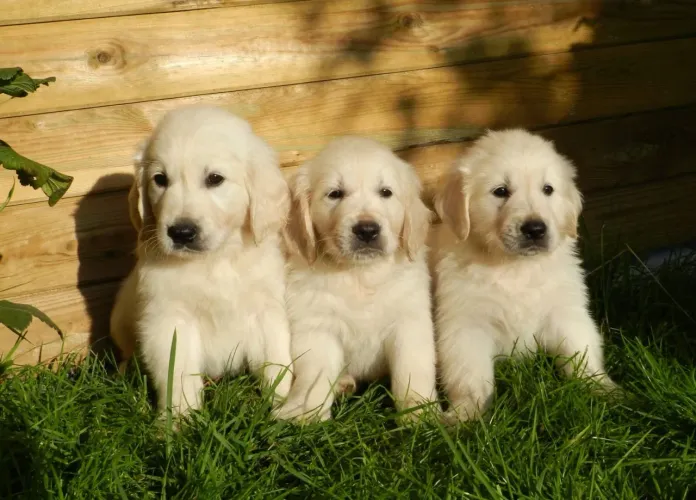 Golden Retriever Esse cachorrinho vai deixar tudo mais especial