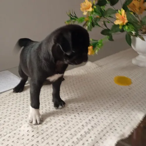 Filhotes de Pug , 2 meses e 9 dias, já vermifugada, e 1 dose da vacina