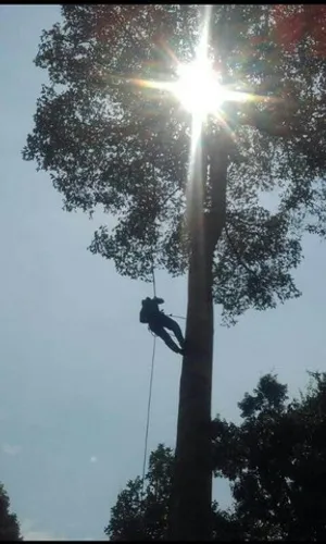 Poda corte e manejo de arvores urbanas e roçagens