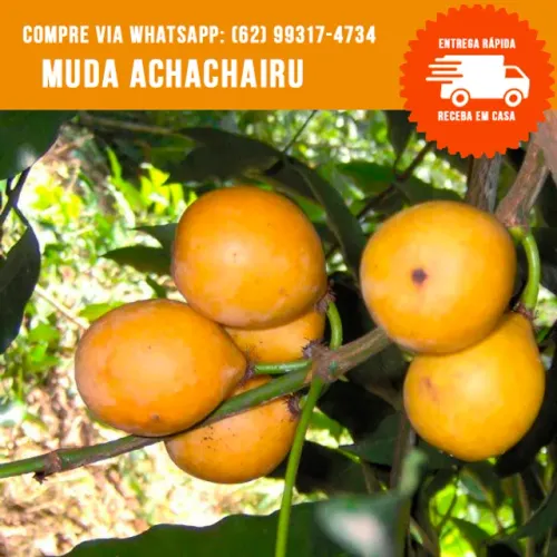 Muda de Achachairu
